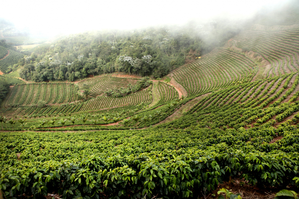 кофейные плантации в Бразилии.jpg