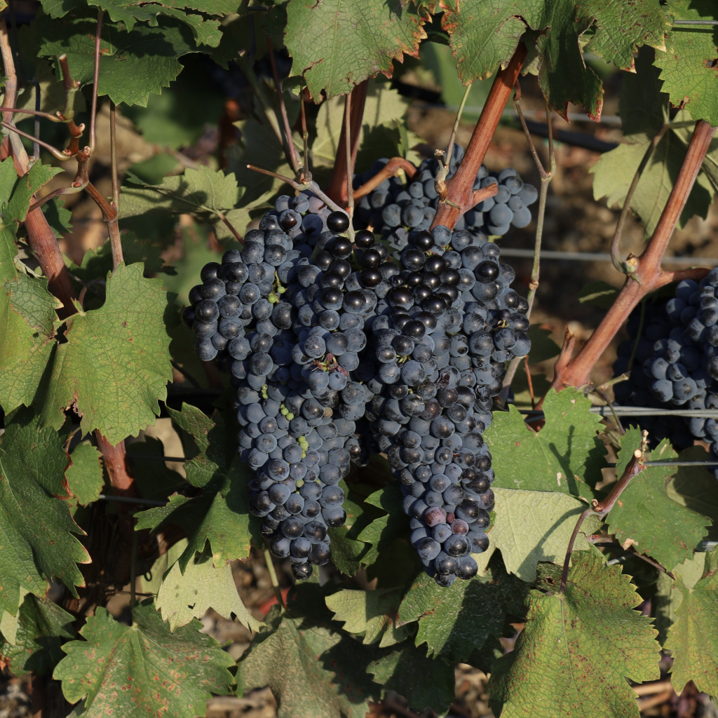 IMG_5423.jpg IMG_5423.jpg