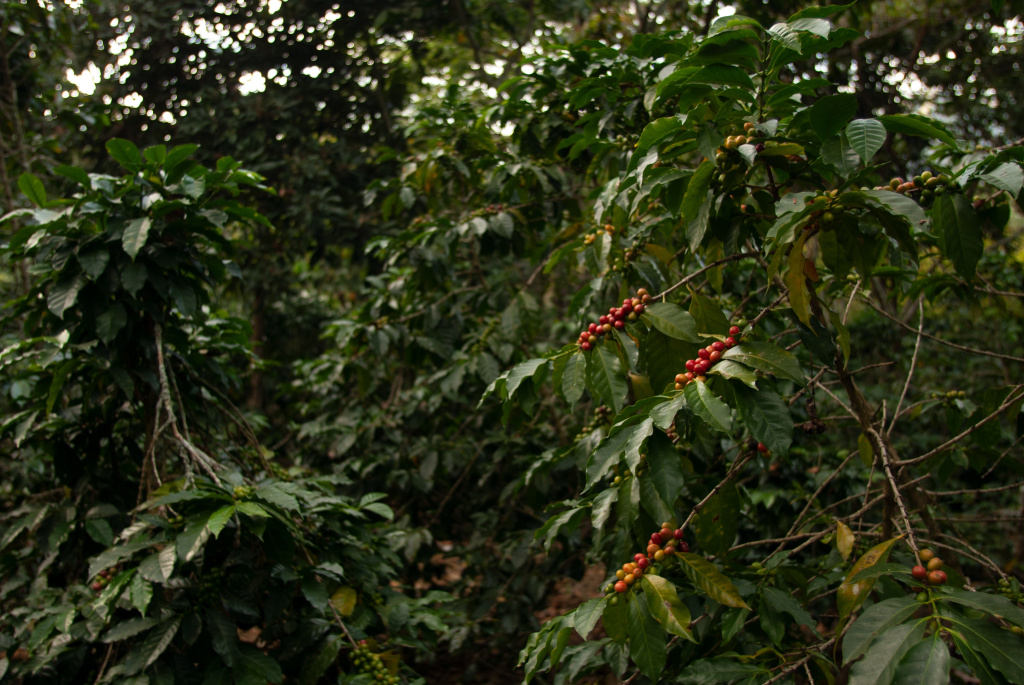 field-with-coffee-beans-on-the-tree-branches-under-sunlight-with-a-blurry-wall-in-guatemala.jpg