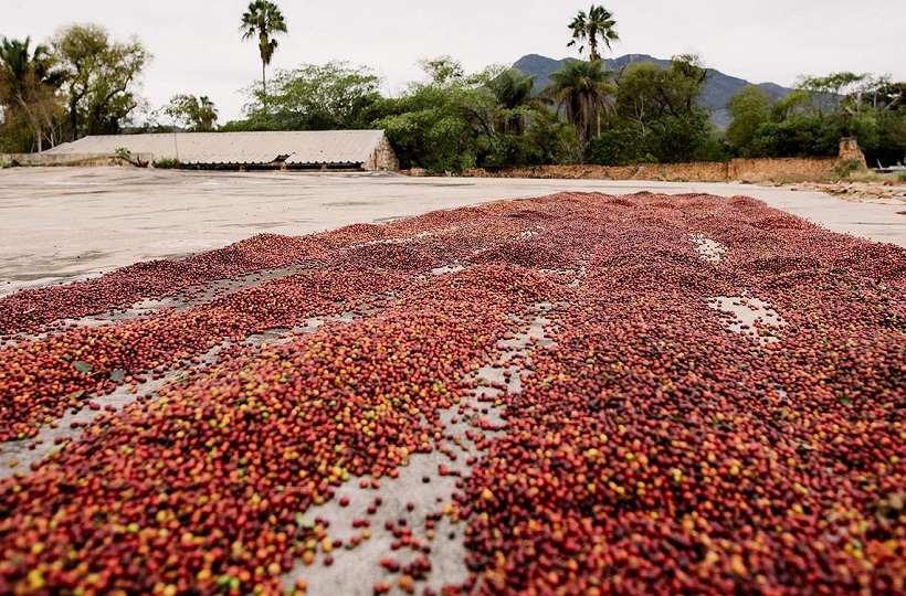 855-coffee-iz-mexico-sorta-osobennosti2-820x540.jpg 855-coffee-iz-mexico-sorta-osobennosti2-820x540.jpg