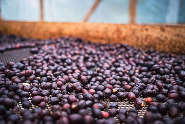 natural-fermentation-process-coffee-cherries-on-drying-rack.jpg
