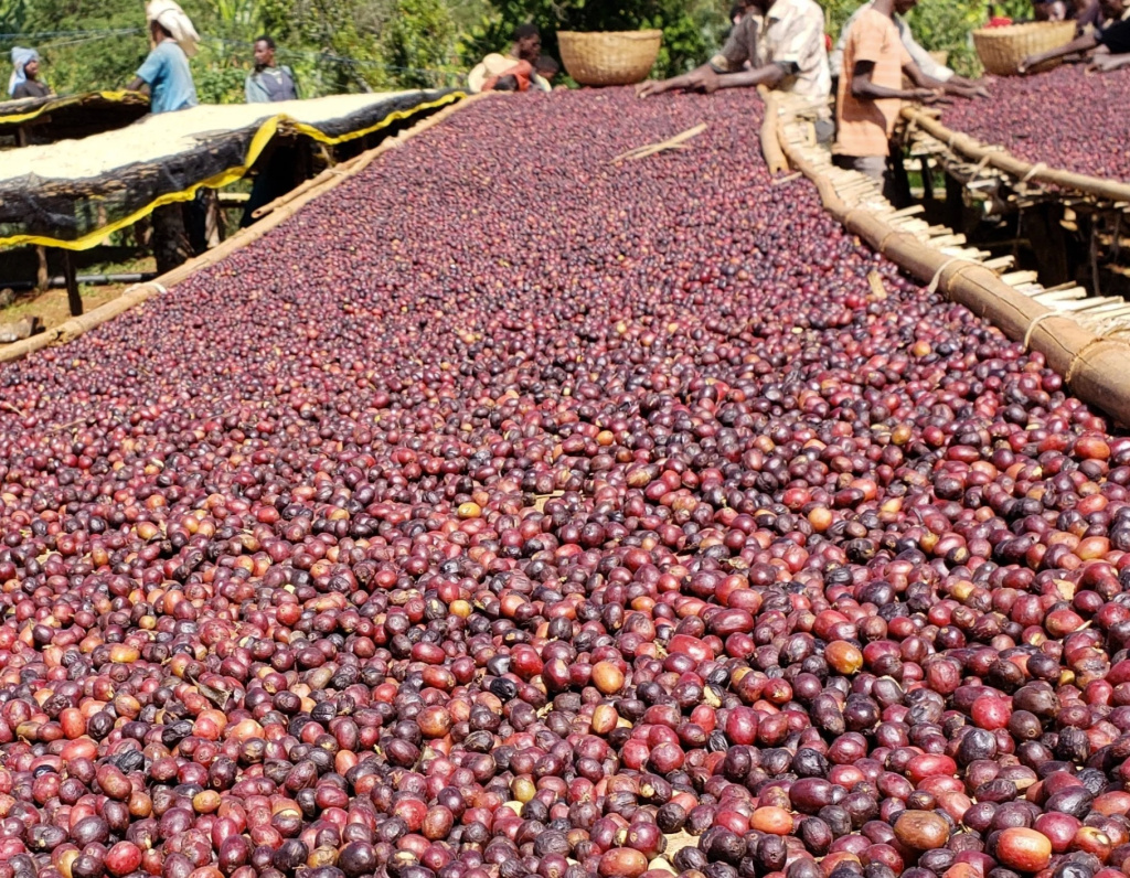 Ethiopia natural.jpg Ethiopia natural.jpg