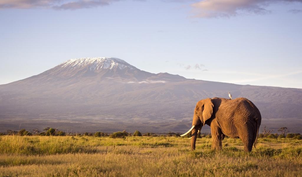 0.08227400_1634718027_kilimanjaro.jpg 0.08227400_1634718027_kilimanjaro.jpg