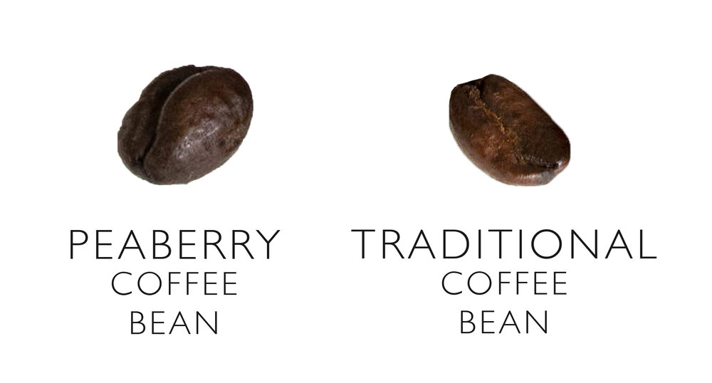 Peaberry+shape.jpg Peaberry+shape.jpg