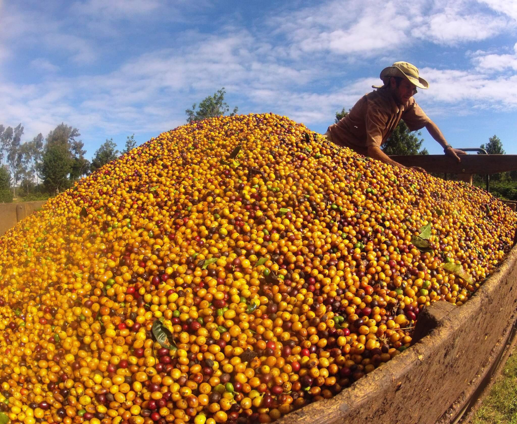 Brazil-Ipanema-estate-yellow-bourbon-coffee-1.jpg Brazil-Ipanema-estate-yellow-bourbon-coffee-1.jpg