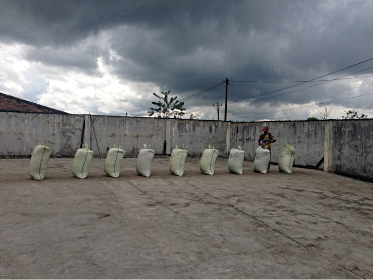 Индонезийский кофе сборка ягод Индонезийский кофе сборка ягод