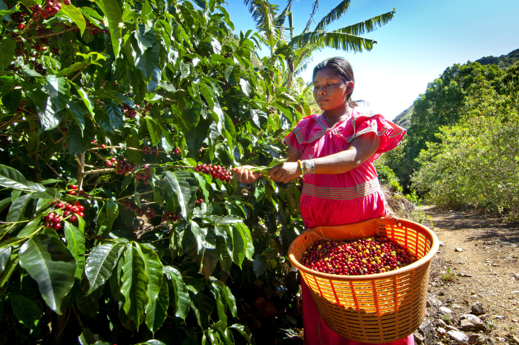 coffee-farm-544807573-58fcd2905f9b581d59812a74.jpg coffee-farm-544807573-58fcd2905f9b581d59812a74.jpg