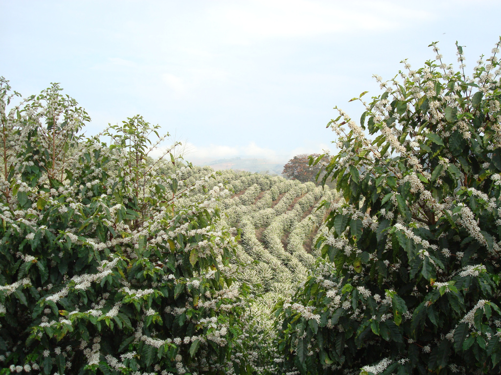 tsvetushchaya-kofeinaya-plantatsiya.jpg tsvetushchaya-kofeinaya-plantatsiya.jpg
